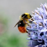 Hummel auf blauer Kugeldiestel