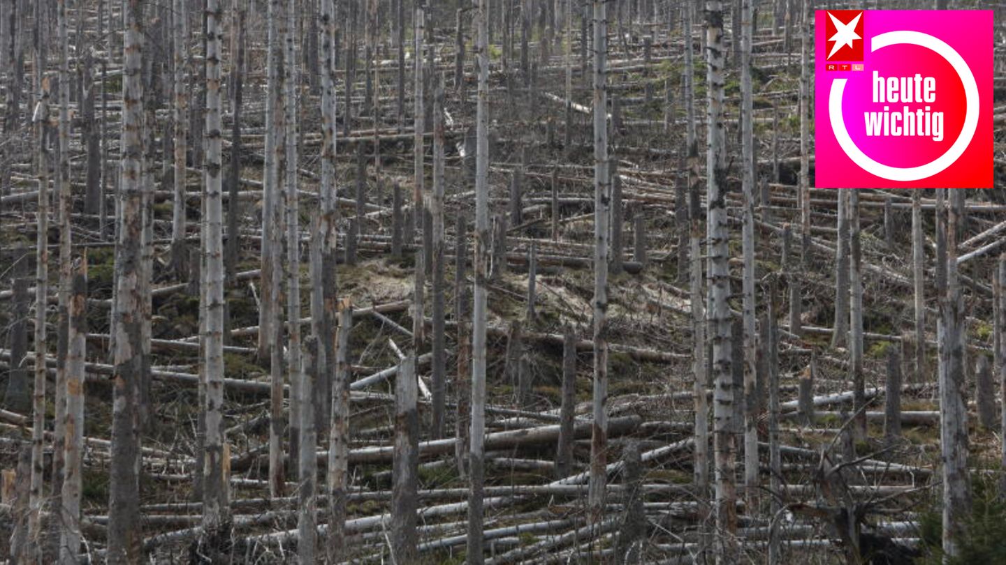 Abgestorbene Bäume stehen im Nationalpark Harz unterhalb des Brockens