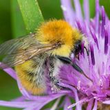 Hummel auf Flockenblume