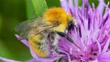 Hummel auf Flockenblume