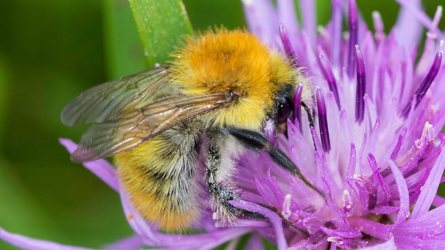Hummel auf Flockenblume