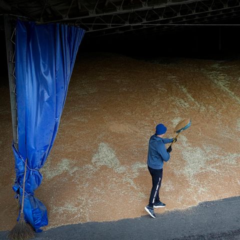 Ein weißer Mann in sportlicher Kleidung schaufelt Getreide auf einen Berg, der ihn bei weitem überragt
