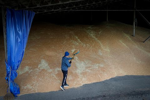 Ein weißer Mann in sportlicher Kleidung schaufelt Getreide auf einen Berg, der ihn bei weitem überragt