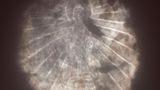 Das Bild im Detail: So sieht das Buddha-Bild an der Wand aus.