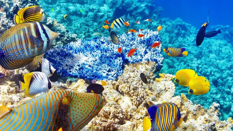 Klima-Update: So problematisch ist das Artensterben für den Klimawandel