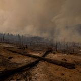 Die Brände breiten sich aus und hinterlassen verkohlte Wälder wie hier…