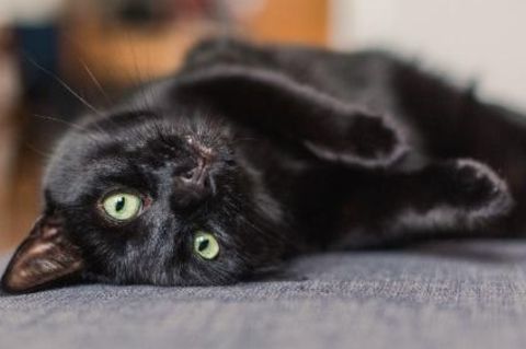 Ausgesperrt? Kein Problem – die Katze ist da. Sie hilft ihrer Besitzerin aus der Patsche und öffnet die Tür.