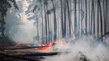 Brennende und umgestürzte Bäume blockieren am Dienstagmorgen einen Waldweg bei Falkenberg