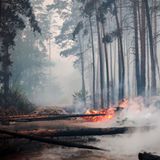 Brennende und umgestürzte Bäume blockieren am Dienstagmorgen einen Waldweg bei Falkenberg
