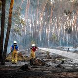 Feuerwehrleute löschen Glutnester in einem Waldgebiet bei Falkenberg