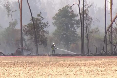 Video: Waldbrand in Brandenburg nicht unter Kontrolle