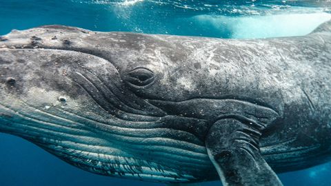 Kollision im Meer: Wal springt plötzlich auf Boot