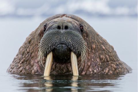Walrossdame Freya versinkt mehrere Schiffe beim Sonnenbaden vor Oslo