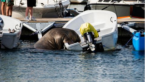 Oslo: Walross "Freya" beim Versuch in ein Boot zu klettern