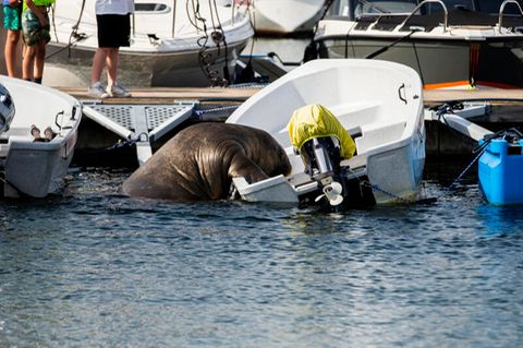 Oslo: Walross "Freya" beim Versuch in ein Boot zu klettern