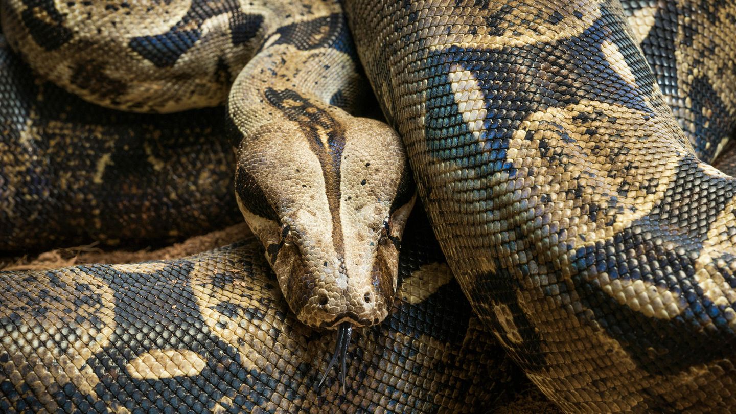 Eine Schlange des Typs Boa constrictor