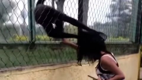 Zoo: Klammeraffe versucht Mädchen in den Käfig zu ziehen (Video)