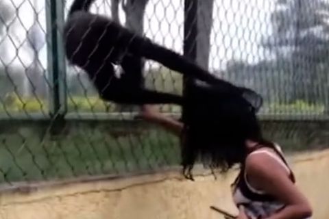 Zoo: Klammeraffe versucht Mädchen in den Käfig zu ziehen (Video)
