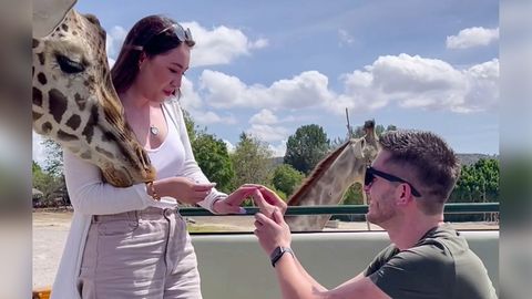 Panne beim Heiratsantrag: Giraffe verteilt Kopfnuss