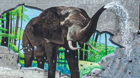 Elefant bricht durch Mauer: Riesige optische Täuschung verblüfft Betrachter