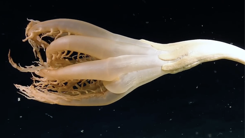 Faszinierende Aufnahmen: Forscher entdecken seltsame Meeres-Kreatur