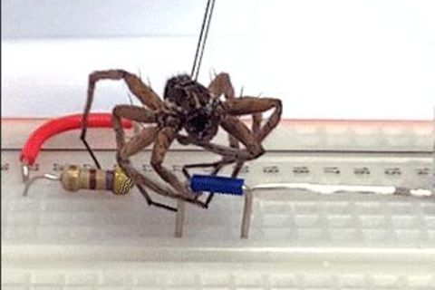 Eine tote Spinne greift ein elektronisches Bauteil