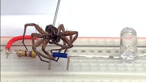 Eine tote Spinne greift ein elektronisches Bauteil