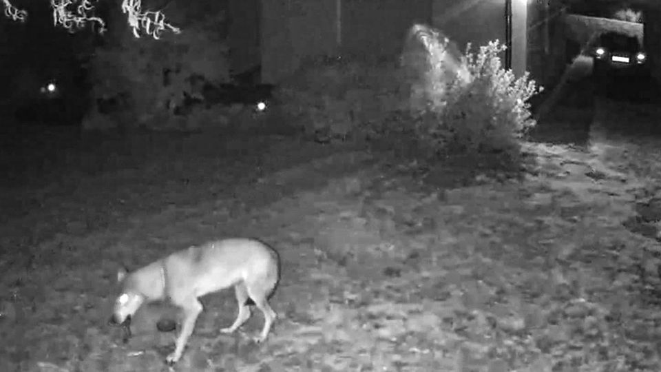 "Unusual behavior": Camera films Wolf in the front yard in Saxony