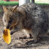 Quokka