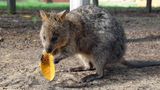 Quokka