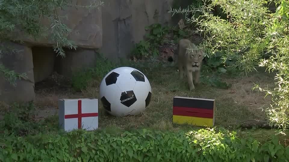 Video: Löwin, wer siegt bei der EM?