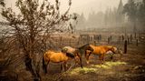 Pferde stehen auf einer verbrannten Weide