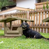 Ein Dackel an einem der drei Hundehütten im eingezäunten Garten