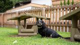 Ein Dackel an einem der drei Hundehütten im eingezäunten Garten