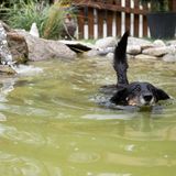 Hund schwimmt in einem Hunde-Pool