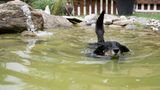 Hund schwimmt in einem Hunde-Pool
