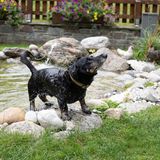 Dackel schüttelt sein Fell nach dem Schwimmen aus