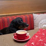 Dackel auf einer Sitzbank