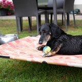 Dackel liegt auf einer Liege mit einem Ball zwischen den Zähnen