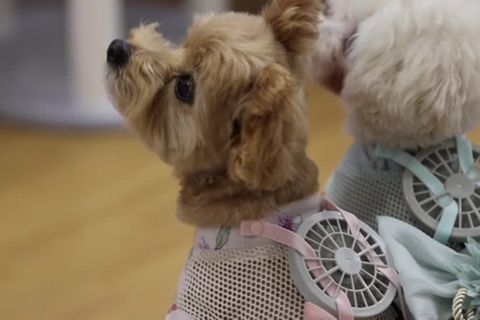 Video: Kühle Luft für erhitzte Haustiere