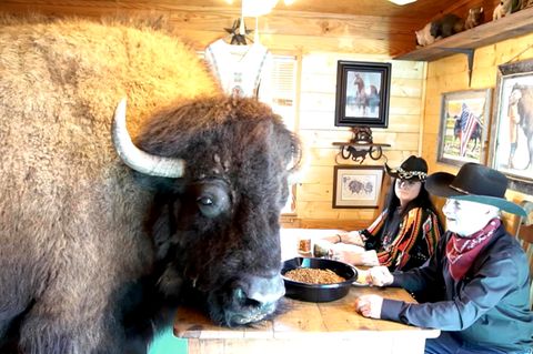 Bison als Hautier: Diese Familie hat einen skurrilen Hundeersatz gefunden