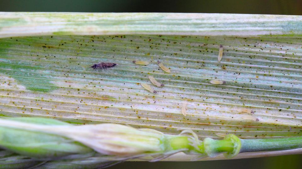 Thripse sind kleine Insekten, die sich vom Zellsaft von Pflanzen ernähren.