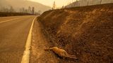 Auch Tiere wie dieses Reh fallen den Bränden zum Opfer