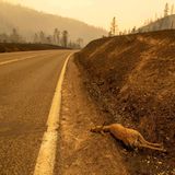 Auch Tiere wie dieses Reh fallen den Bränden zum Opfer
