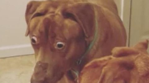 Hund sieht immer schockiert aus – und begeistert mit Gesichtsausdruck