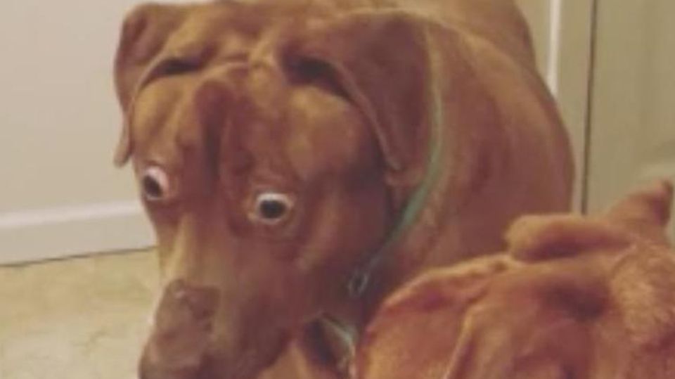 Hund sieht immer schockiert aus – und begeistert mit Gesichtsausdruck Hund sieht immer schockiert aus – und begeistert mit Gesichtsausdruck