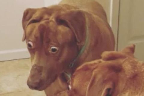Hund sieht immer schockiert aus – und begeistert mit Gesichtsausdruck