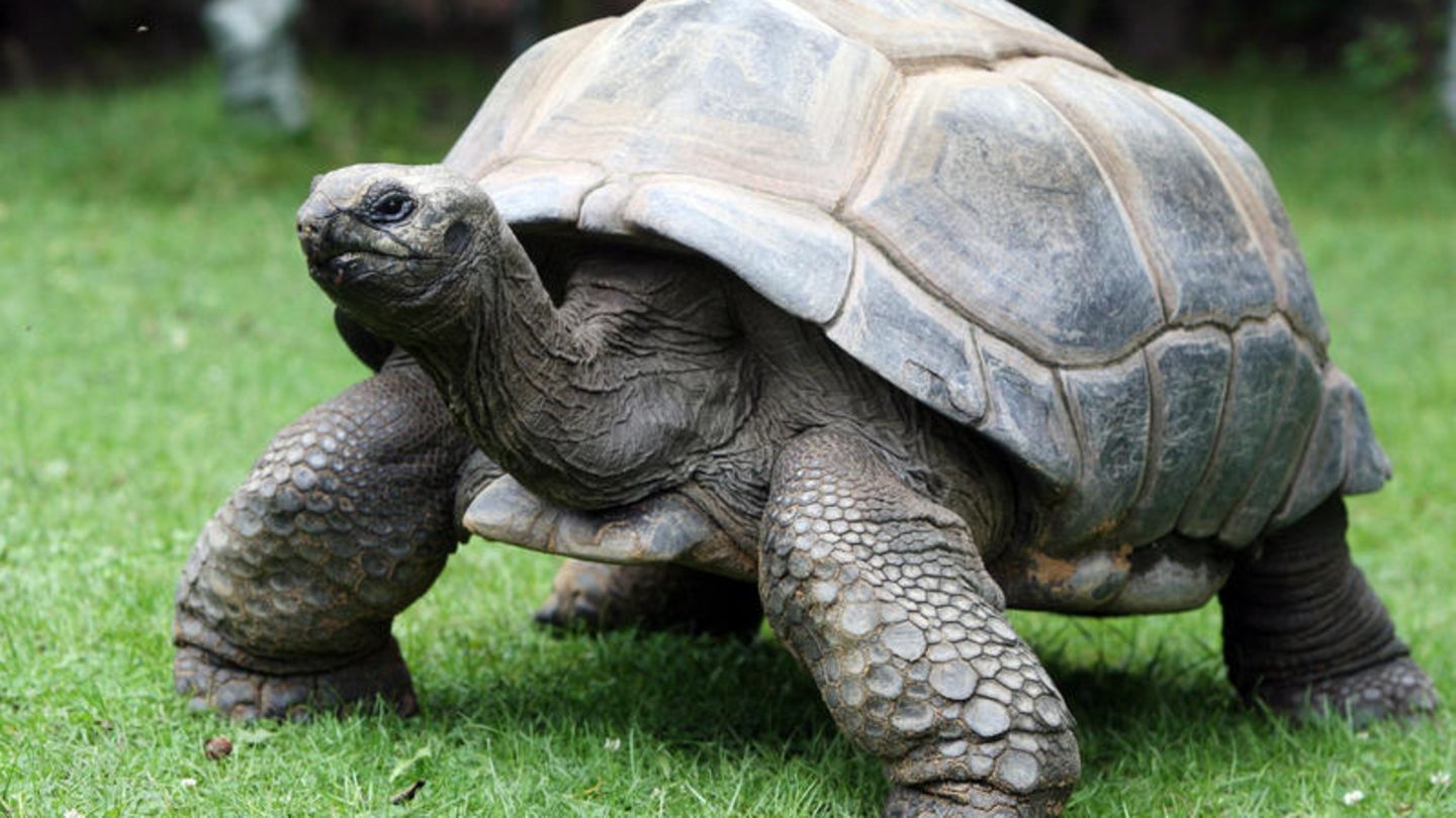 England: Eine Schildkröte hat im Südosten den Bahnverkehr lahmgelegt
