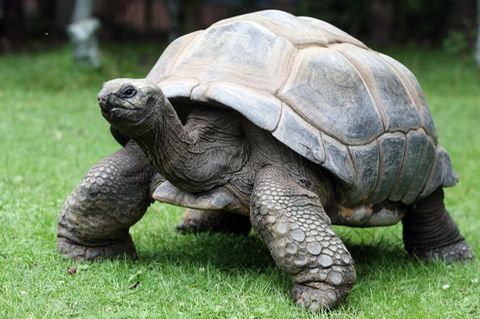 England: Eine Schildkröte hat im Südosten den Bahnverkehr lahmgelegt