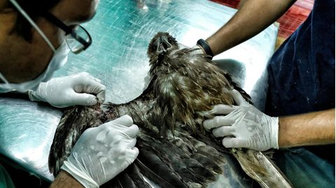 Ein Greifvogel wird in der Vogelklinik in Indien behandelt